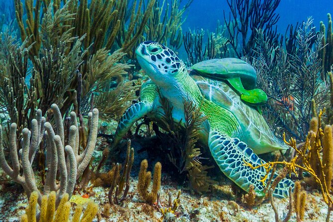 Puerto Morelos Catamaran Reef Sail and Snorkel - Overall Positive Feedback