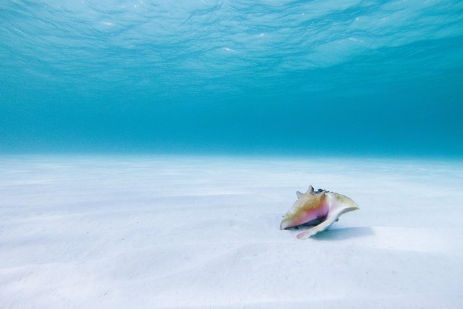 Puerto Morelos Catamaran Secret Sandbar Sail With Lunch and Drinks - Positive Crew Experience