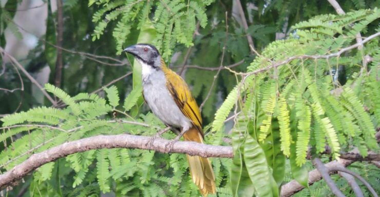 Puerto Morelos: Cenotes Birdwatching Tour - Tour Overview
