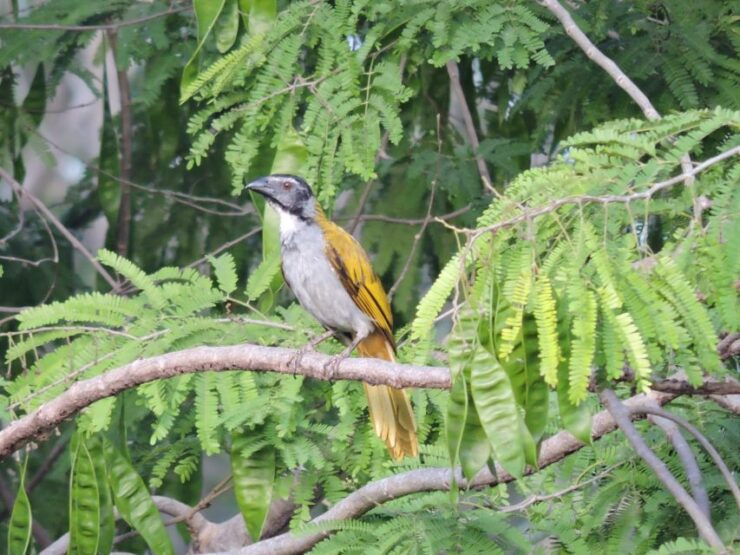 Puerto Morelos: Cenotes Birdwatching Tour - Booking Information
