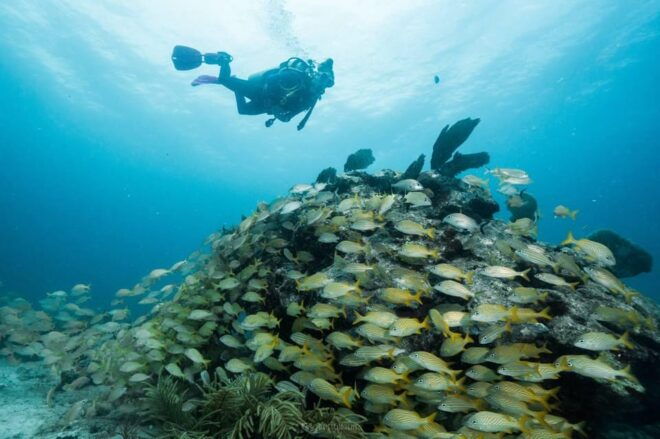 Puerto Morelos: Discover Scuba Diving - Experience and Safety