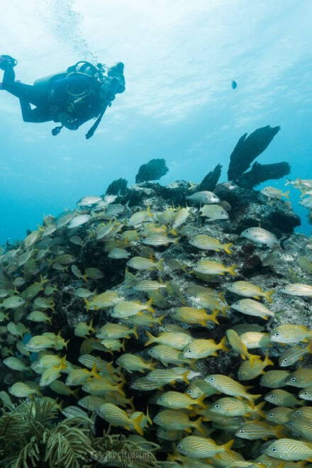 Puerto Morelos: Discover Scuba Diving - Course Options