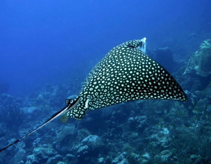 Puerto Morelos: Diving at Puerto Morelos Reef - Good To Know