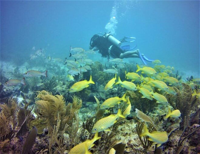 Puerto Morelos: Diving at Puerto Morelos Reef - Meeting Point