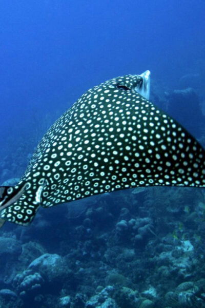 Puerto Morelos: Diving at Puerto Morelos Reef - Reef Highlights