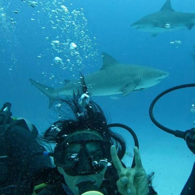 Puerto Morelos: Diving With Bullsharks - Experience Highlights