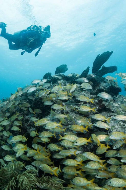 Puerto Morelos: Night Dive - Good To Know