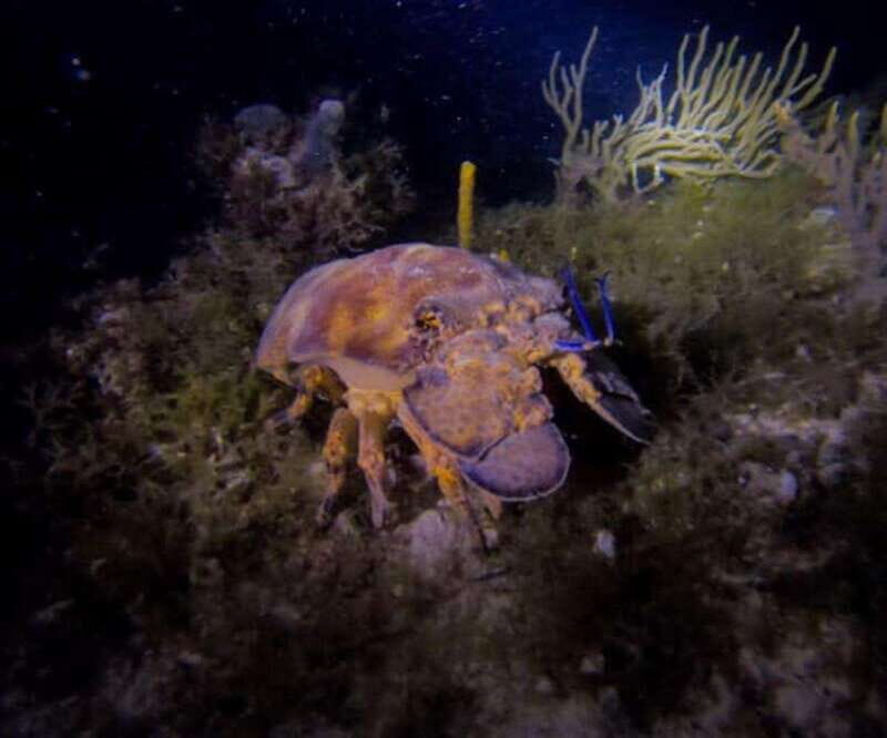 Puerto Morelos: Ojo de Agua Night Dive for Certified Divers - Introduction