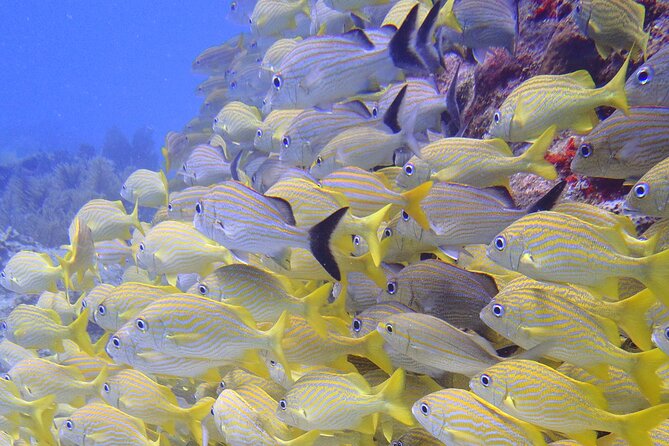 Puerto Morelos Reef National Park 2-Tank Scuba Dive  - Cancun - Additional Information
