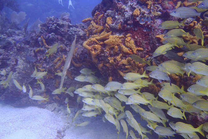 Puerto Morelos Reef National Park 2-Tank Scuba Dive  - Cancun - Accessibility and Health Requirements