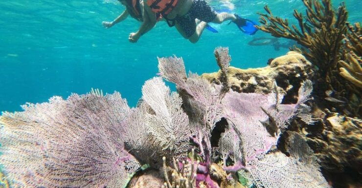 Puerto Morelos: Reef Snorkeling Adventure With Transport - Good To Know