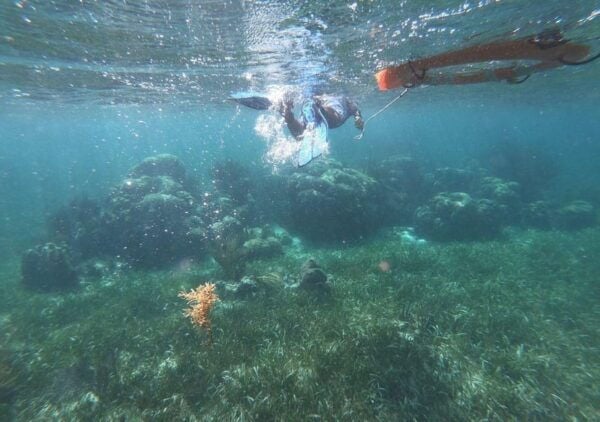 Puerto Morelos: Reef Snorkeling Adventure With Transport - Optional Purchases and Extras