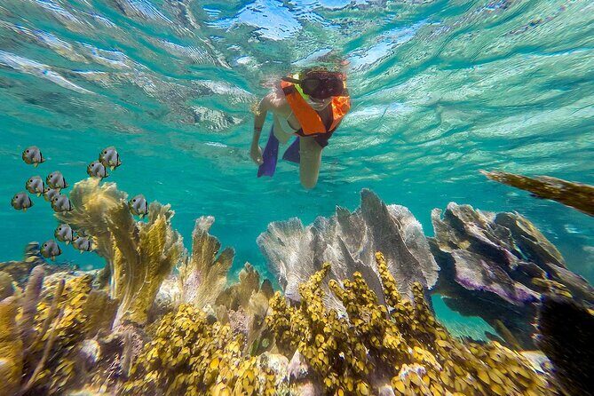 Puerto Morelos Reef Snorkeling & Beachside Lunch - The Experience – What You Can Expect