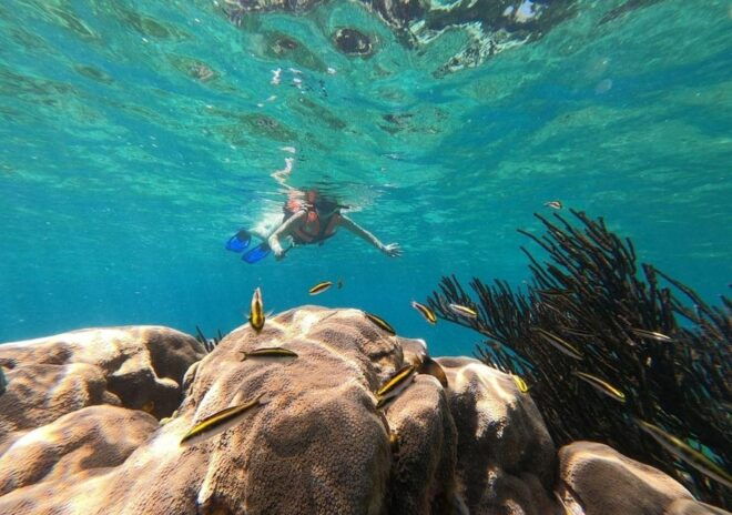 Puerto Morelos: Reef Snorkeling Tour, Snack and Transport - Coral Reef Snorkeling
