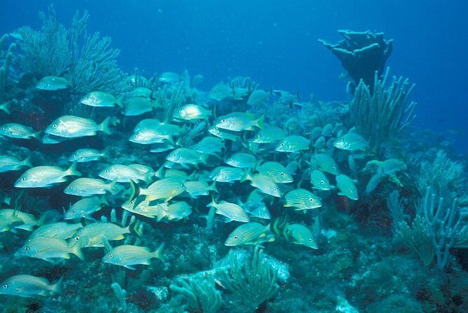 Puerto Morelos Reef Snorkeling Tour with Lunch - The Lunch Experience