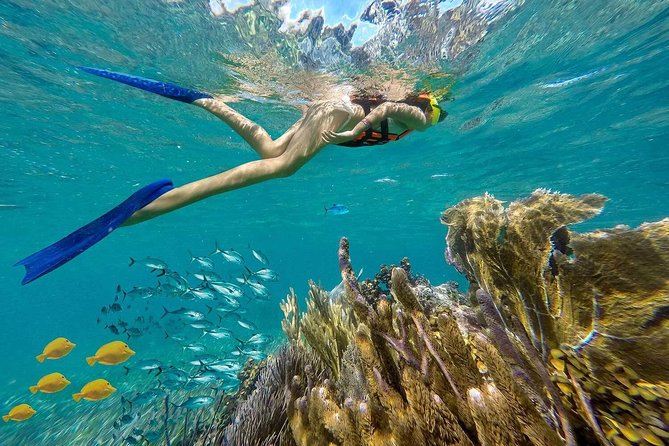 Puerto Morelos Reef Snorkeling Tour With Pickup - Overview of the Tour