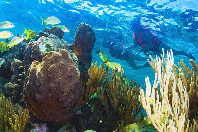 Puerto Morelos Reef Snorkeling Tour With Pickup - Viators Failure to Provide Promised Services