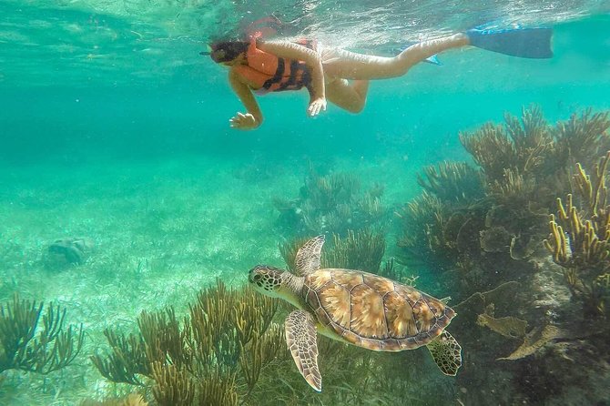 Puerto Morelos Reef Snorkeling Tour With Pickup - Common Questions
