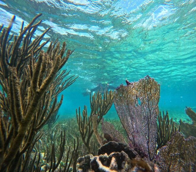 Puerto Morelos: Snorkel and Boat Ride at Puerto Morelos Reef - Participant Requirements