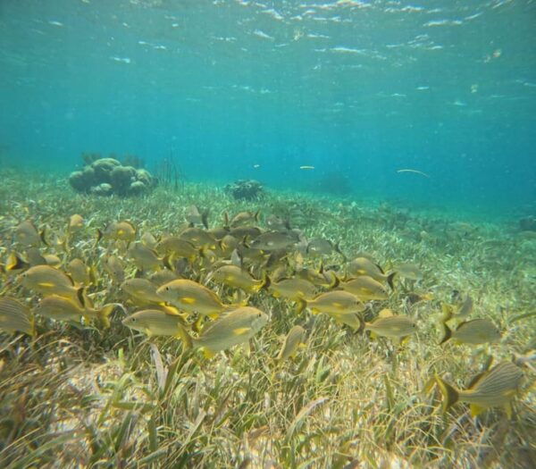 Puerto Morelos: Snorkel and Boat Ride at Puerto Morelos Reef - Frequently Asked Questions