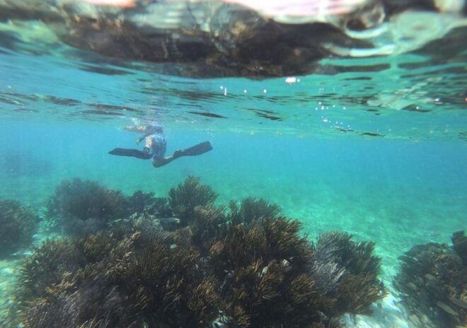 Puerto Morelos: Snorkel in Coral Reef With Transportation - Snorkeling Experience
