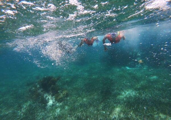 Puerto Morelos: Snorkel in Coral Reef With Transportation - Customizable Arrangements