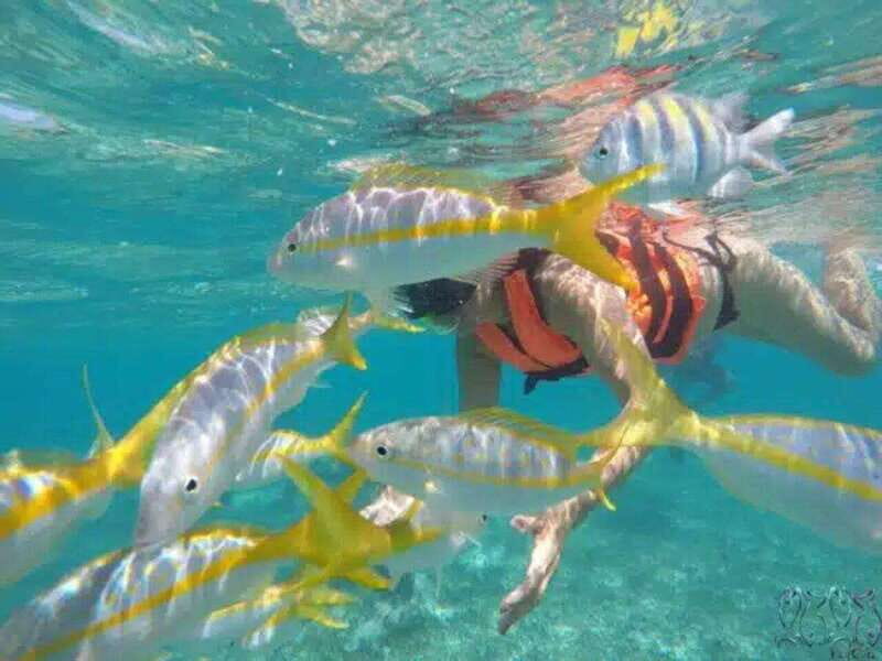 Puerto Morelos: Snorkeling at The National Reef Park - An In-Depth Look at the Tour