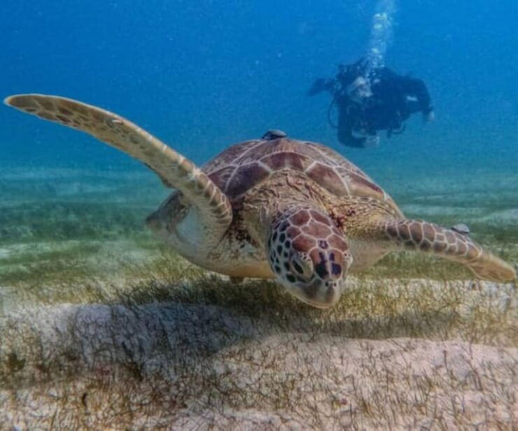 Puerto Morelos: Two Reef Dives - Good To Know