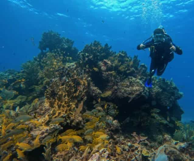 Puerto Morelos: Two Reef Dives - Diving Experience