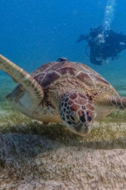 Puerto Morelos: Two Reef Dives - Included Services