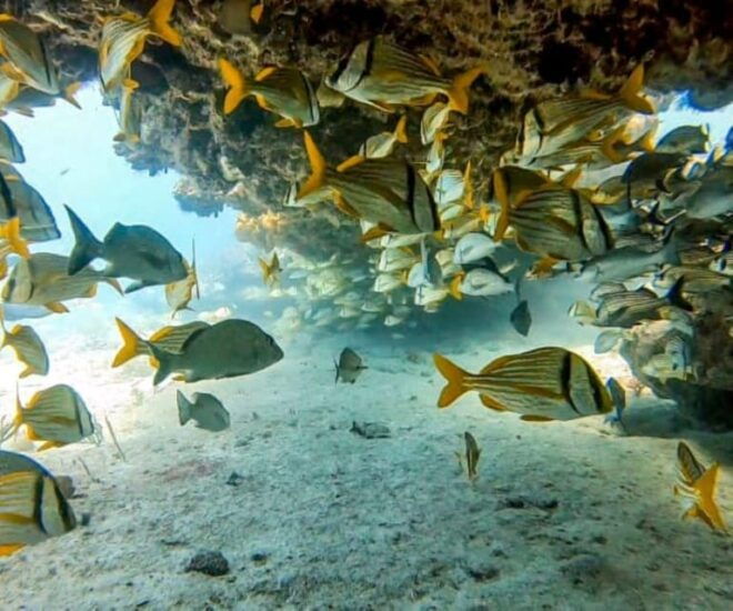 Puerto Morelos: Two Reef Dives - Booking Flexibility