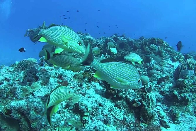 Puerto Morelos Two Reefs Snorkeling Tour - Contact Information