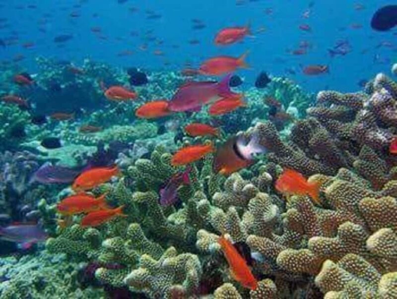 Puerto Plata: Cayo Arena Tour with Snorkeling and Mangroves - Final Thoughts