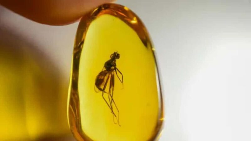 Puerto Plata City Tour: Tradition, Culture, and Coastal Beauty - Laid-back Beach Time and Local Flavors