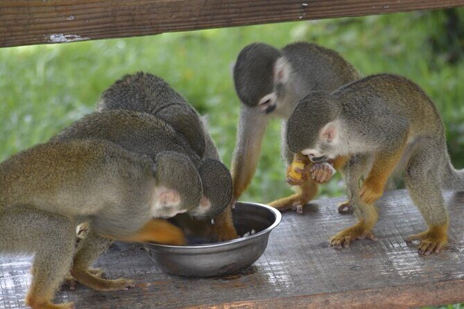 Puerto Plata Monkey Home Tour by Minivan - Good To Know