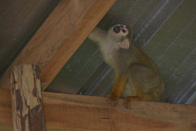 Puerto Plata Monkey Home Tour by Minivan - A Thorough Look at the Puerto Plata Monkey Home Tour