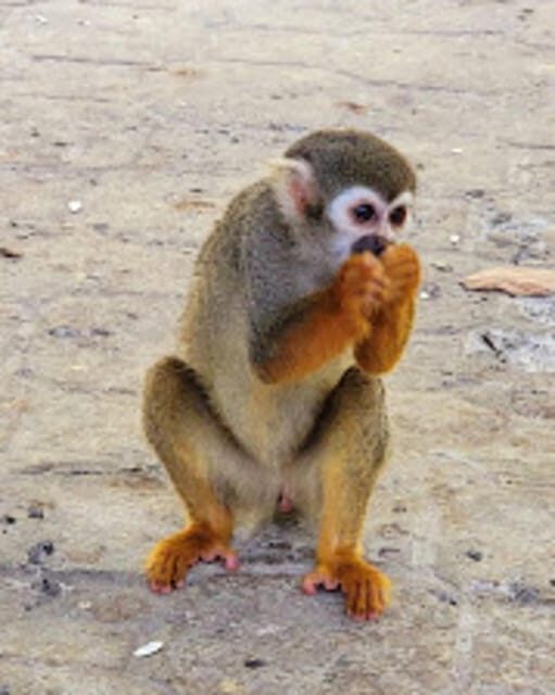 Puerto Plata: Monkeyland Tour - Who Would Enjoy This Tour?