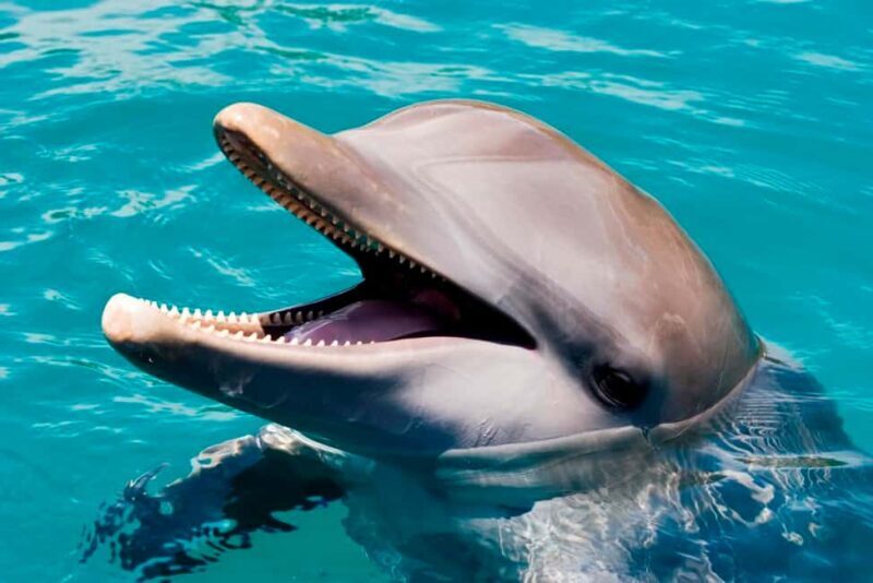 Puerto Plata: Ocean World Adventure Park Day Pass - The Practicalities of Visiting