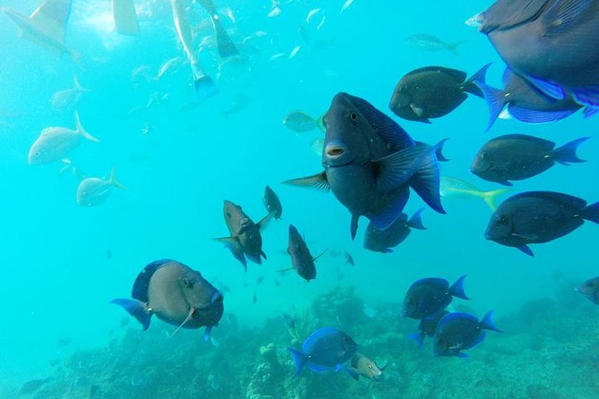 Puerto Plata Shore Excursion, Snorkeling Tour & Sosua Beach Day - Cancellation Policy