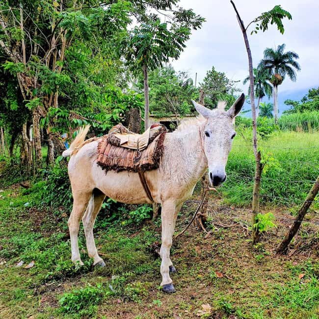 Puerto Plata Trekking - Experience of Nature and Folklore - Good To Know