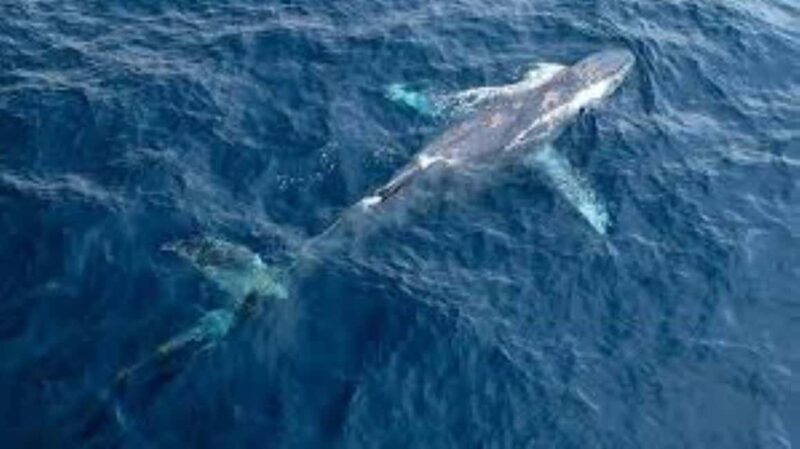 Puerto Plata: Whale Watching & Bacardi Island Day Trip - The Sum Up