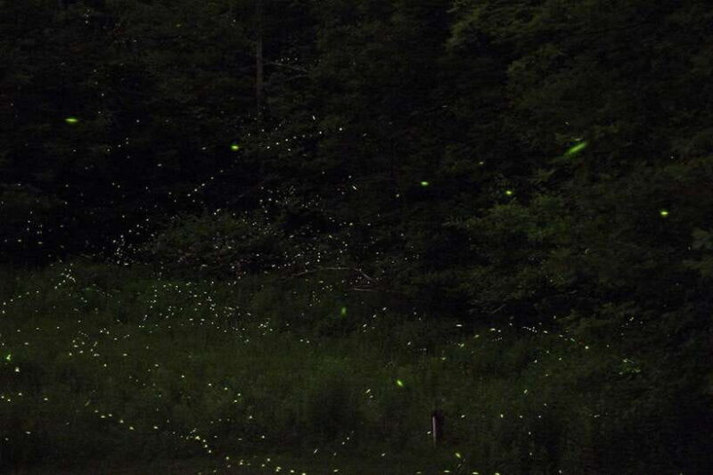 Puerto Princesa: Firefly Watching Bay Cruise with Dinner - Good To Know