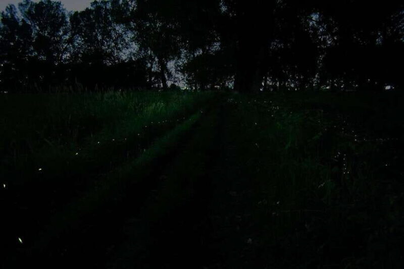 Puerto Princesa: Firefly Watching Bay Cruise with Dinner - FAQ