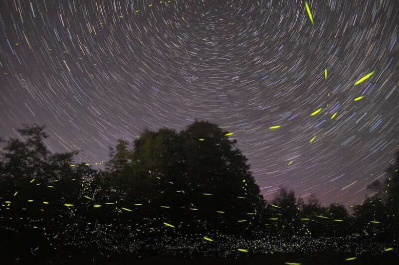 Puerto Princesa: Firefly Watching Bay Cruise with Dinner - A Deep Dive Into the Experience