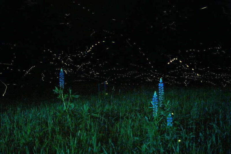 Puerto Princesa: Firefly Watching Bay Cruise with Dinner - Considerations