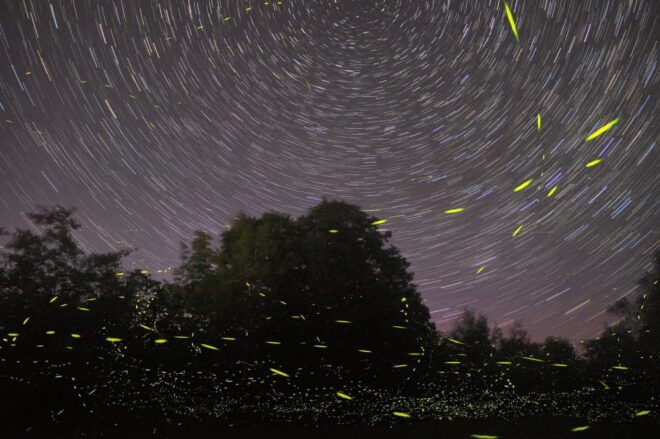 Puerto Princesa: Firefly Watching Bay Cruise With Dinner - Full Description