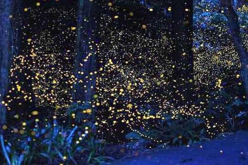 Puerto Princesa: Firefly Watching & Seasonal Plankton Tour - Practical Details and Tips for Travelers