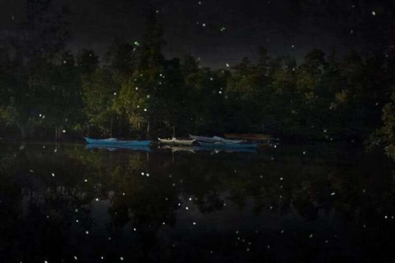 Puerto Princesa Firefly Watching (shared tour) - Practical Tips for Your Firefly Night Out