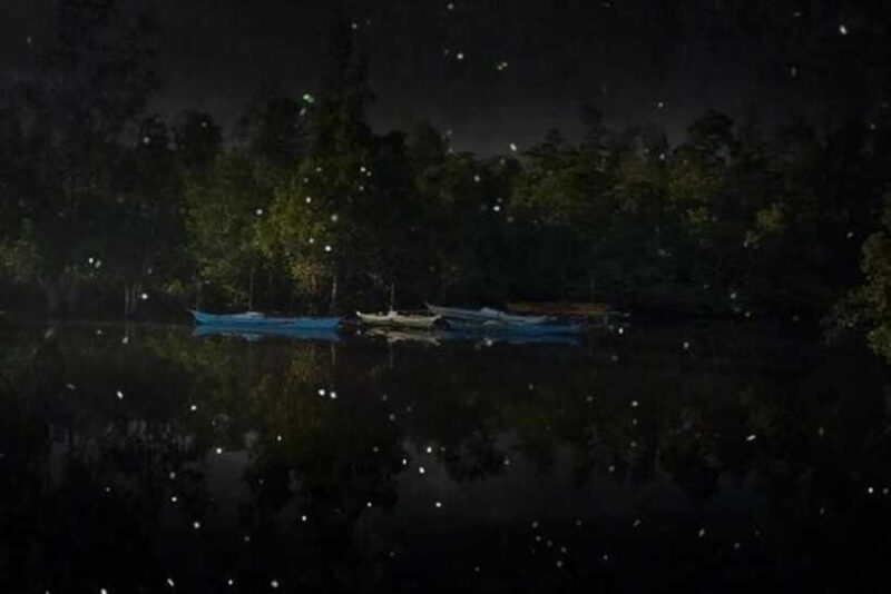 Puerto Princesa Firefly Watching (shared tour) - Final Thoughts