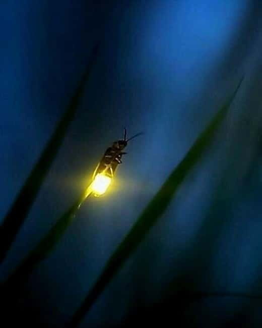 Puerto Princesa: Firefly Watching Tour with Dinner - Good To Know
